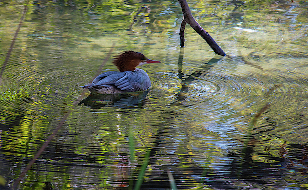 Taylor Creek Merganser by Steph Gabler Taylor Creek Merganser by Steph Gabler