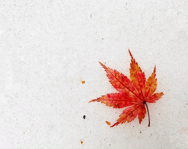 Last Leaf by Steph Gabler Last Leaf by Steph Gabler